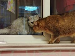 -飞行喵MR PILOT|猫舍·猫咖(静安大融城店)