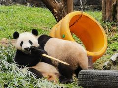 -都江堰中华大熊猫苑