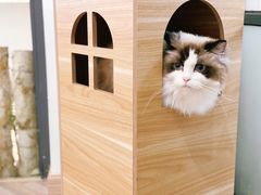 -酷豆宠物咖啡·宠物美食·撸猫馆