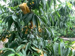 -老袁家蜜桃农场·阳山水蜜桃