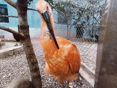 -青藏高原野生动物园