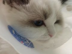-纳吉亚猫专科动物医院博雅分院
