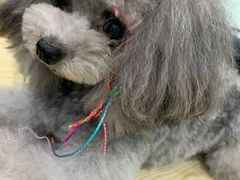 -佳雯宠物医院(金华南路分院)