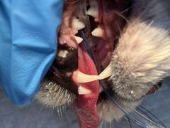 -拜鲁耶动物诊疗中心·宠家动物医院