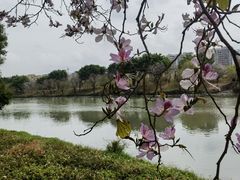 -广东花都湖国家湿地公园