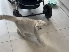 -关爱宠物医院·猫科中心·消化科(滨湖万达分院)