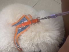 -瑞派福兴宠物医院犬猫全科·骨科·中西医结合(河东店)