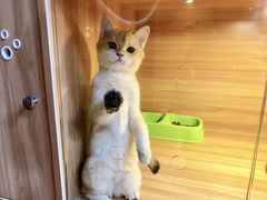 -猫十亿·布偶金渐层·曼基康矮脚猫舍(青年路店)