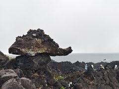 -涉地可支