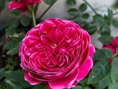 -双季花艺园艺市场(浦东店)
