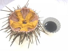 -HIHE Bistro·Oyster Bar(华熙live店)