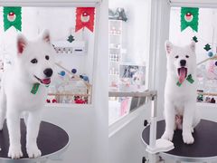 美容图-BABYDOG宝贝狗宠物乐园(欧洲城店)