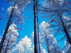 -塞罕坝国家级自然保护区