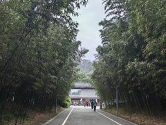 -都江堰中华大熊猫苑