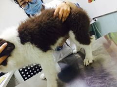 -特一安24小时宠物医院·骨科·中兽医