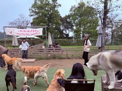 -趣多多宠物公园·宠物训犬学校·宠物寄养