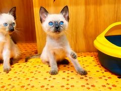 -欣宠猫屋·矮脚拿破仑·蓝金金渐层