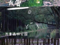 -上海共青森林公园