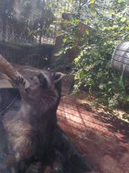 -萌宠亲子动物乐园(槐房万达店)