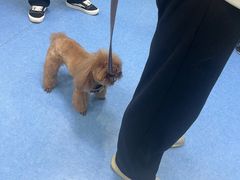 -博特宠物医院24h犬猫全科.骨科·异宠