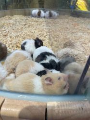 -卡通尼·Safari非洲探索乐园·生日会(金桥国际商业广场店)