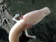 -波斯托伊纳溶洞