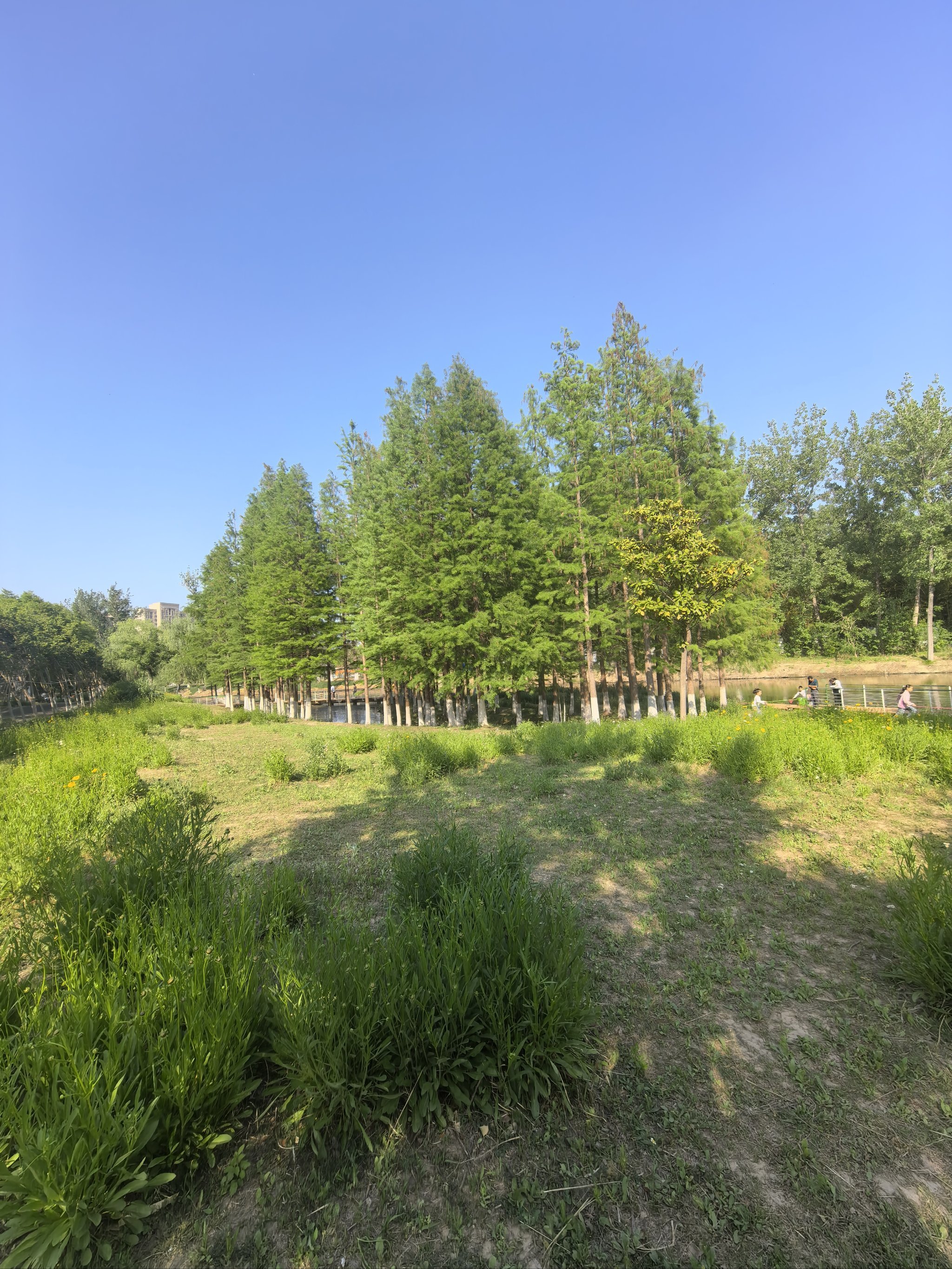 0元玩转这座城睢宁花径公园太值得打卡了