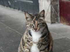 -迎江寺