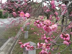 -京都御所