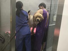 -宠福鑫康馨动物医院·骨科·眼科