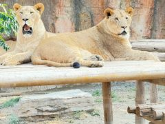 -北京野生动物园