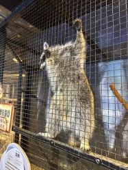 -酷嗒动物文化乐园(cutezoo西溪乐天城店)