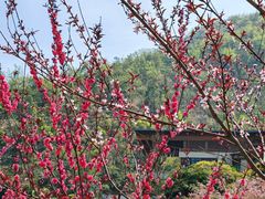 -桃花岭景区