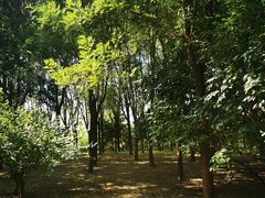 -大望京公园