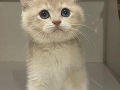 -东方名猫馆·英短金渐层布偶猫舍(环线广场1号楼店)