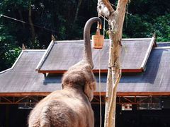 -野象谷景区