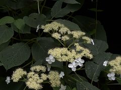 -青峰峡国家森林公园