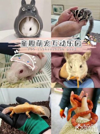 周末游玩童趣萌宠-宠物互动主题亲子乐园