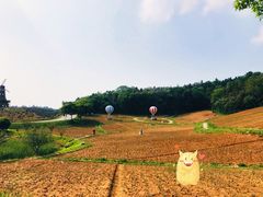 -大塘金香草谷