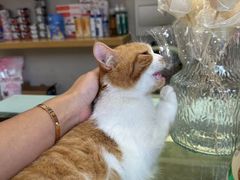 -飞行喵MR PILOT|猫舍·猫咖(静安大融城店)