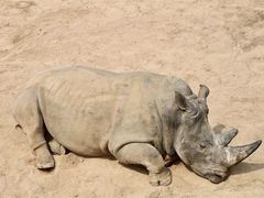 -西霞口神雕山野生动物世界