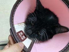 -爱贝特动物医院·猫口炎专科