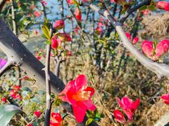 -两河城市森林公园