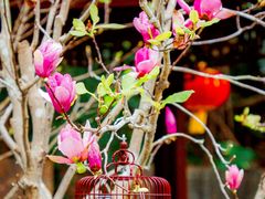 -深圳国际园林花卉博览园