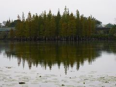 -白鹭湾湿地公园