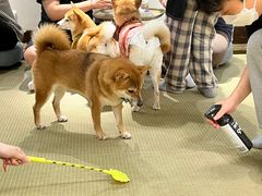 -逗柴咖啡屋·狗咖猫咖宠物桌游
