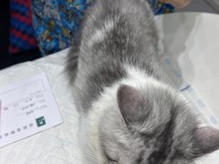 -派特宠物医院(圆融广场店)