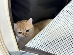 -北京观赏动物医院·24小时大型综合·猫专科·异宠专科