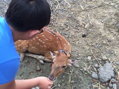 -鹿境梅花鹿生态园区