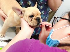 -佑安动物医院·全科·内窥镜中心(幸福巷店)